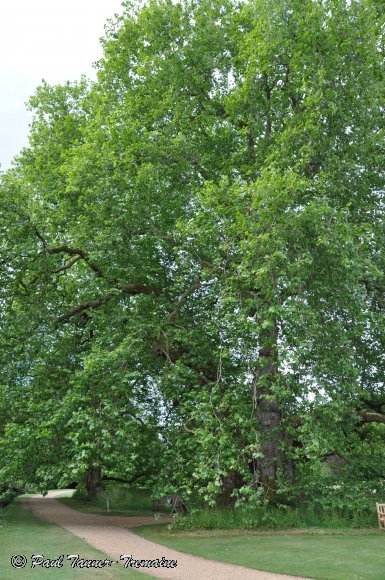 The London Plane tree, planted c1750