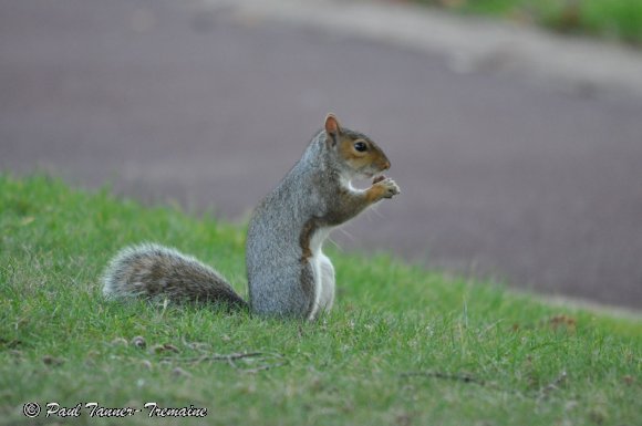 Grey Squirrel with acorn