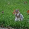 Grey Squirrel with nut