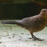 Blackbird - female