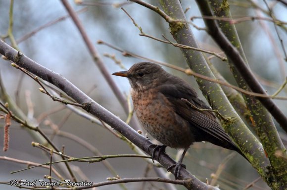 Blackbird female