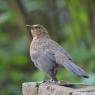 Blackbird - a Young Female 