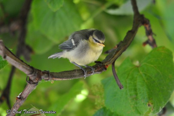 Blue Tit - young