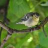Blue Tit - young