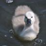 Cygnet and bubbles