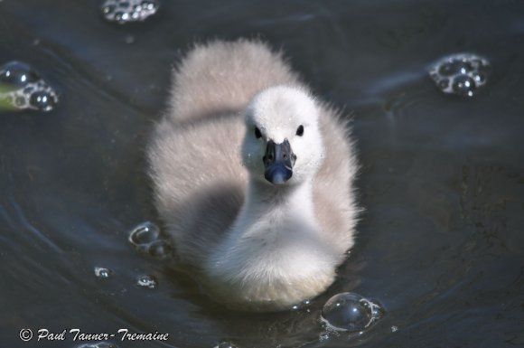 Cygnet and bubbles