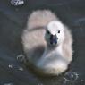 Water Birds