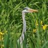 Grey Heron in reeds