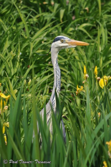 Grey Heron in reeds