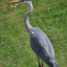 Grey Heron on grass