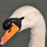 Swan Head 2